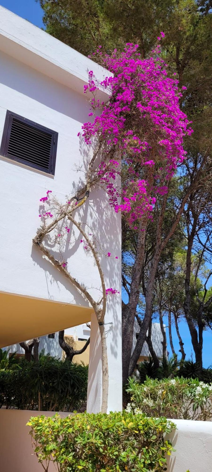 Hotel Club Cala Azul à Cala Llena Extérieur photo